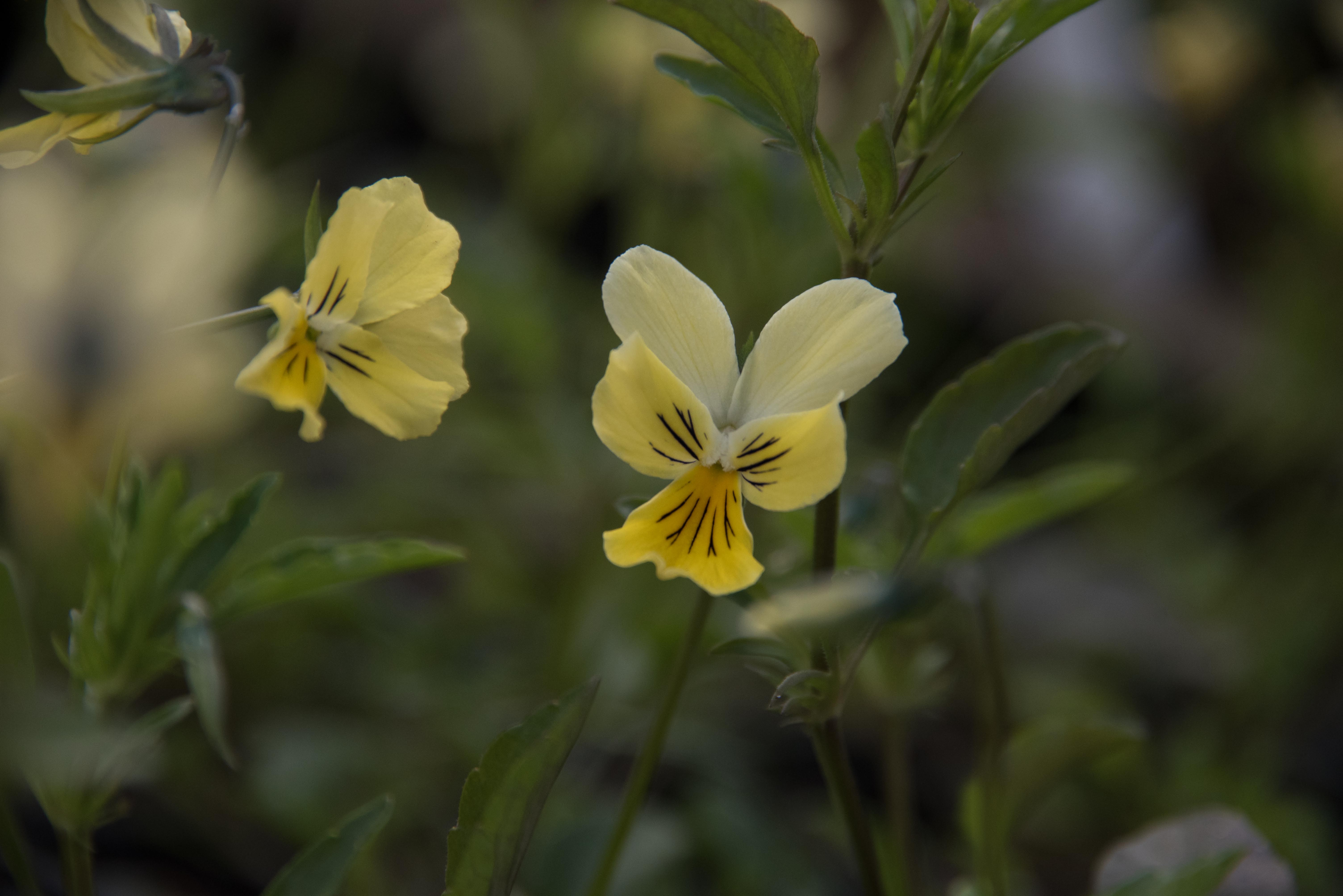 Viola lutea subsp. calaminaria Zinkviooltje bestellen